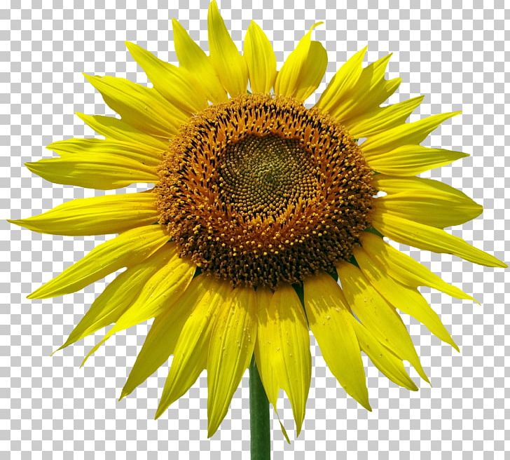 Common Sunflower PNG, Clipart, Annual Plant, Asterales, Common Sunflower, Daisy Family, Desktop Wallpaper Free PNG Download