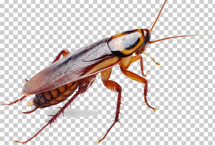 German Cockroach Insect Pest Control PNG, Clipart, American Cockroach, Animals, Arthropod, Cockroach, Diploptera Free PNG Download