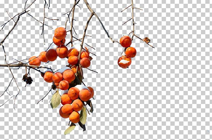 Persimmon Branch Punch Fruit PNG, Clipart, Branches, Designer, Diospyros, Download, Ebony Trees And Persimmons Free PNG Download