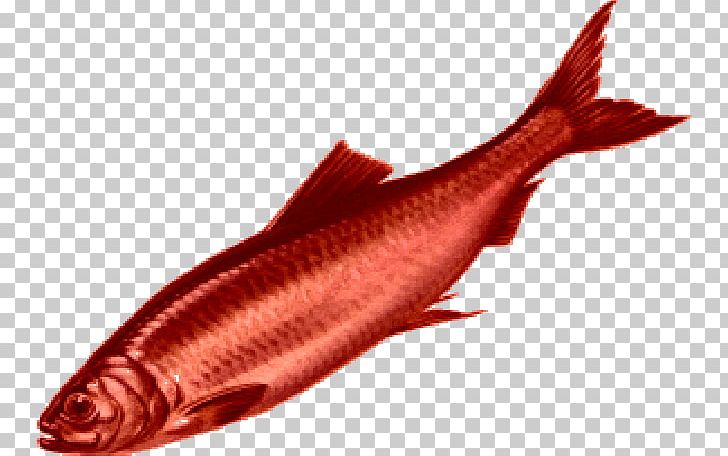 Red Herring TV Tropes Fish Idiom PNG, Clipart, Animal Source Foods, Bony Fish, Cod, Diplomat, Fallacy Free PNG Download