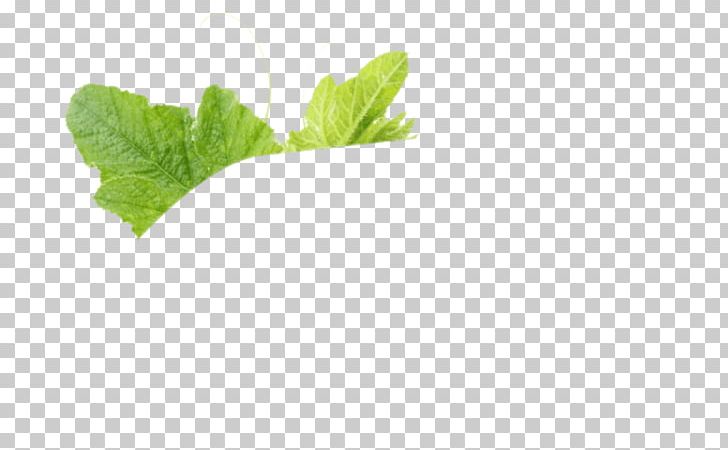 Spring Greens Herbalism Romaine Lettuce Leaf PNG, Clipart, Cucumber, Herb, Herbal, Herbalism, Leaf Free PNG Download