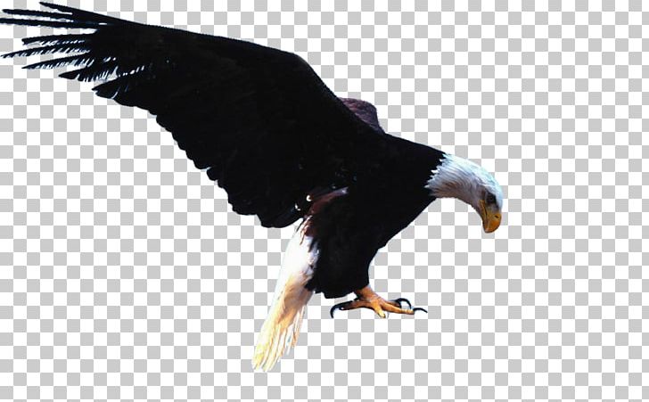 Bald Eagle Bird White-tailed Eagle Golden Eagle PNG, Clipart,  Free PNG Download