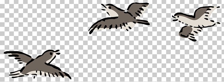 Bird Flight Columbidae Domestic Pigeon PNG, Clipart, Animals, Art, Beak, Bird, Bird Flight Free PNG Download