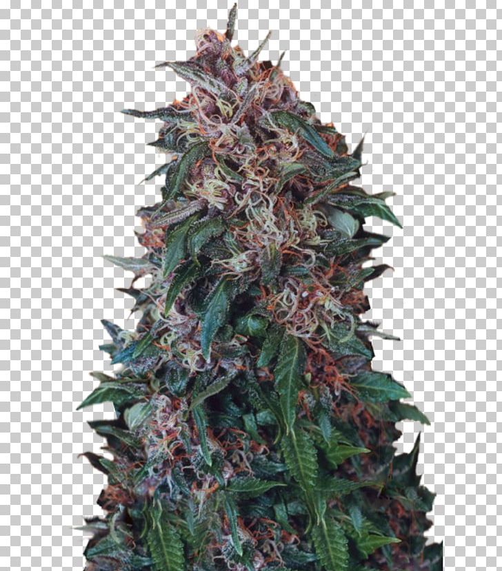 Hindu Kush Autoflowering Cannabis Seed PNG, Clipart, Autoflowering Cannabis, Cannabis, Cannabis Sativa, Christmas Tree, Conifer Free PNG Download