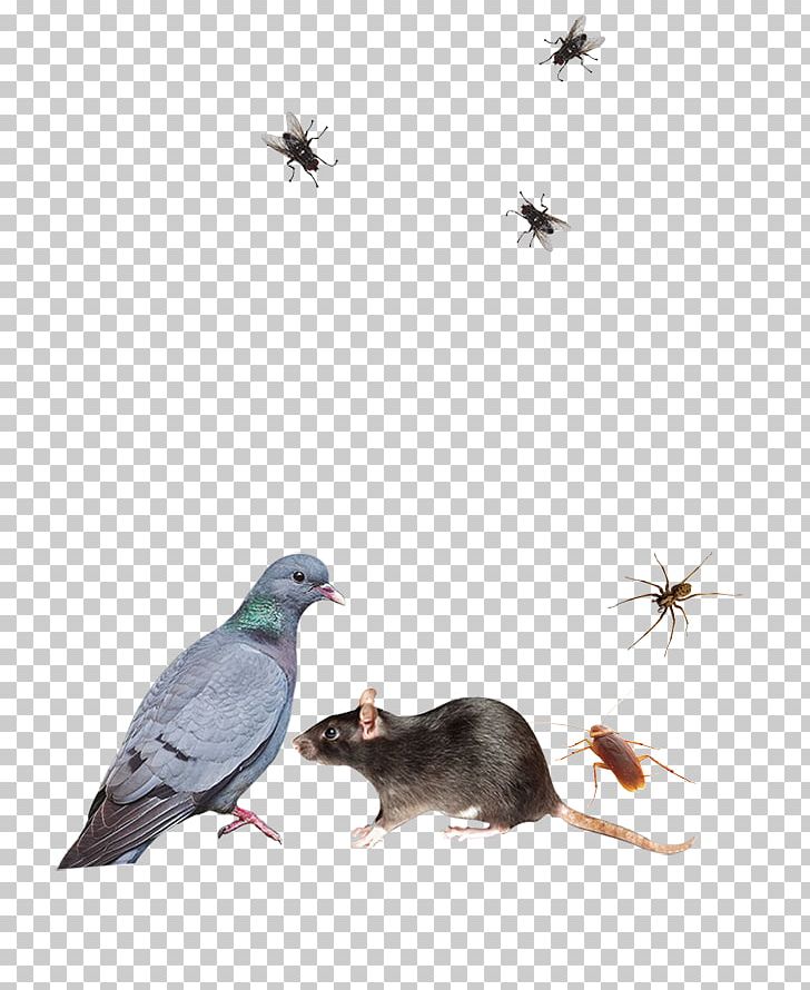 Pest Control Insecticide Rat Rodenticide PNG, Clipart, Animals, Beak, Bird, Cuculiformes, Empresa Free PNG Download