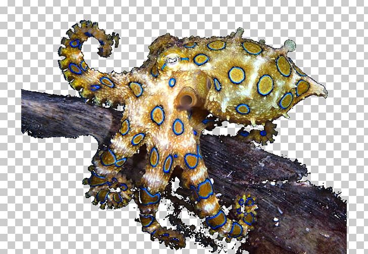 Southern Blue-ringed Octopus Blue Glaucus Cephalopod Ocean PNG, Clipart, Blue Glaucus, Blueringed Octopus, Cephalopod, Gastropods, Glaucus Free PNG Download