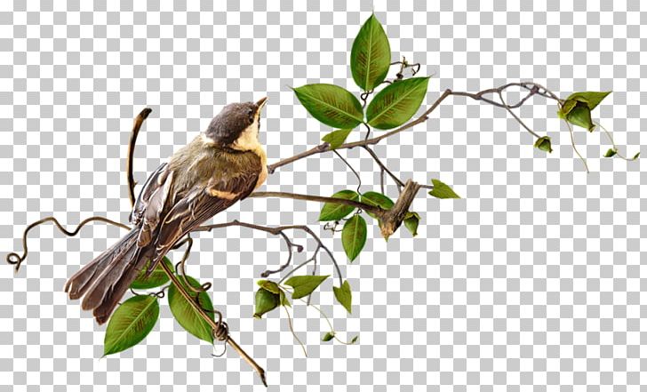 Spring PNG, Clipart, Bird, Branch, Digital Image, Encapsulated Postscript, Flora Free PNG Download