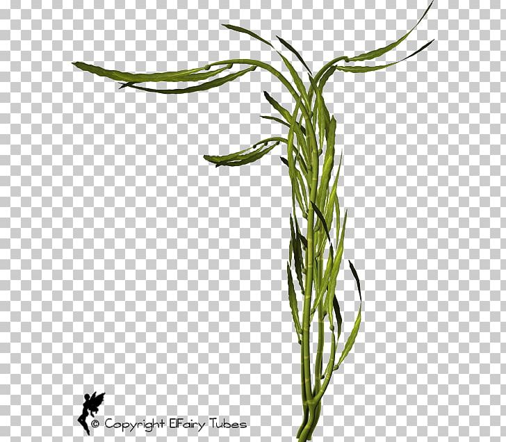 Sweet Grass Plant Stem Leaf Commodity Flower PNG, Clipart, Commodity, Flower, Grass, Grasses, Grass Family Free PNG Download