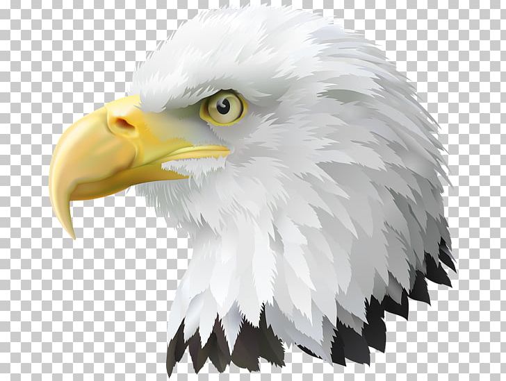 United States Bald Eagle PNG, Clipart, Accipitriformes, American Eagle Outfitters, Animals, Bald Eagle, Beak Free PNG Download