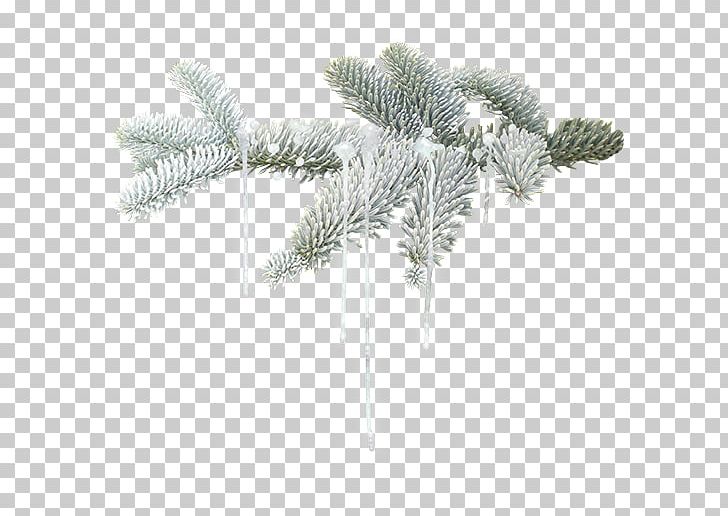 Winter Leaf PNG, Clipart, Branch, Branches, Branches And Leaves, Conifer, Fir Free PNG Download