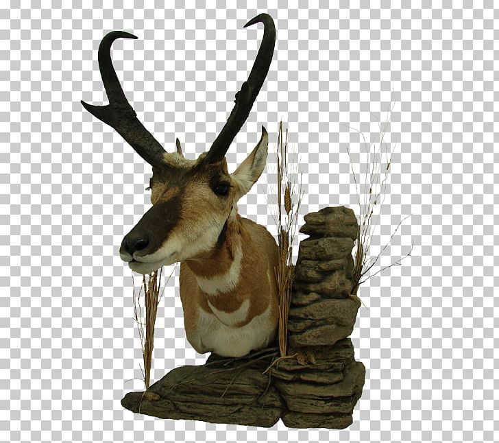 Reindeer Pronghorn Don's Taxidermy Antelope PNG, Clipart, Animal, Animals, Antelope, Antler, Biggame Hunting Free PNG Download