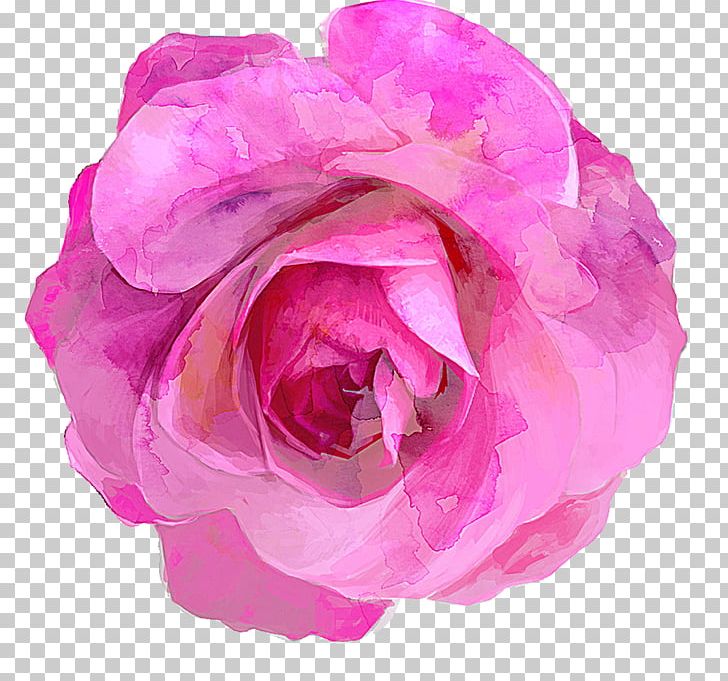 Rosa Chinensis Drawing PNG, Clipart, Chinese Rose, Elegant, Encapsulated Postscript, Floribunda, Flower Free PNG Download