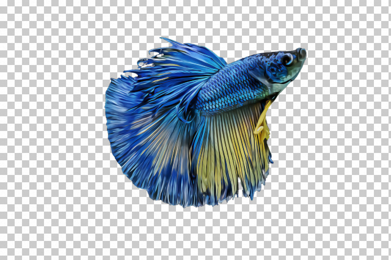 Blue Electric Blue Tail Fish PNG, Clipart, Blue, Electric Blue, Fish, Tail Free PNG Download