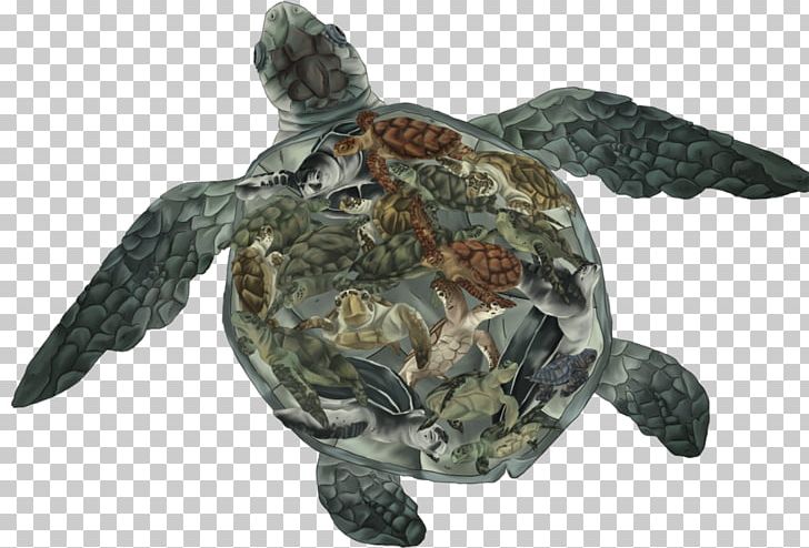 Box Turtles Reptile Tortoise Sea Turtle PNG, Clipart, Animals, Box Turtle, Box Turtles, Caretta, Chinese Softshell Turtle Free PNG Download