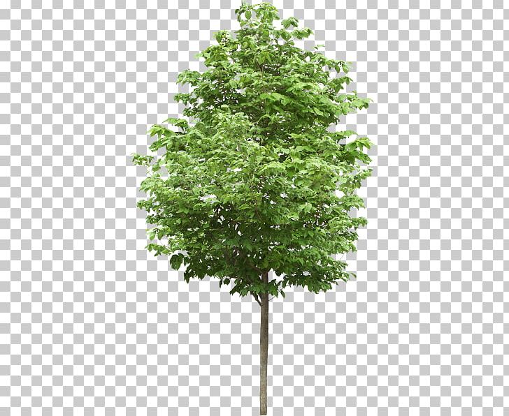 Tree Lindens Pine PNG, Clipart, 3 D, Birch, Branch, Computer Icons, Desktop Wallpaper Free PNG Download