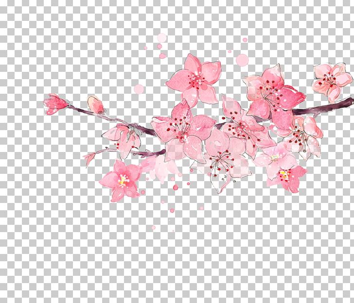 Peach Flower PNG, Clipart, Cherry, Cherry, Cherry Blossoms, Color, Encapsulated Postscript Free PNG Download