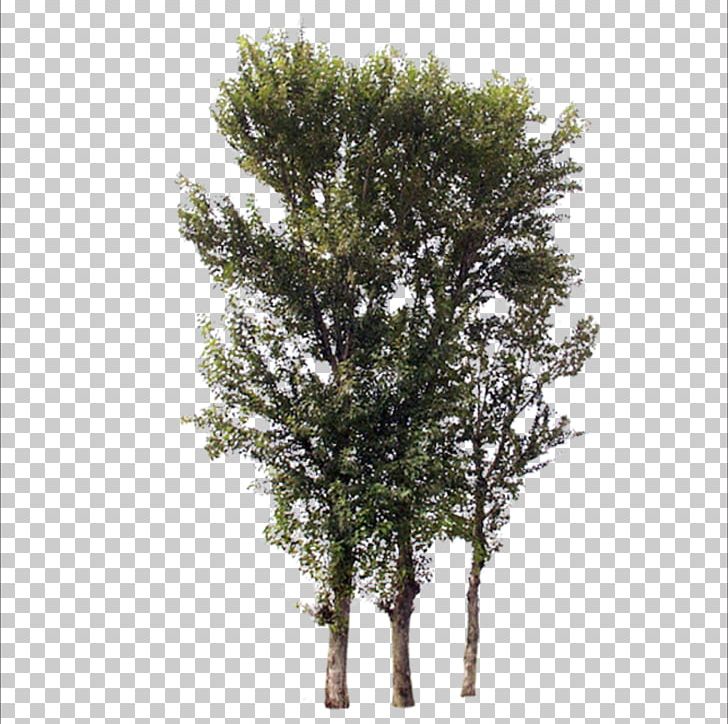 Tree Branch Trunk PNG, Clipart, Bonsai, Branch, Christmas Tree, Coconut Tree, Dark Free PNG Download