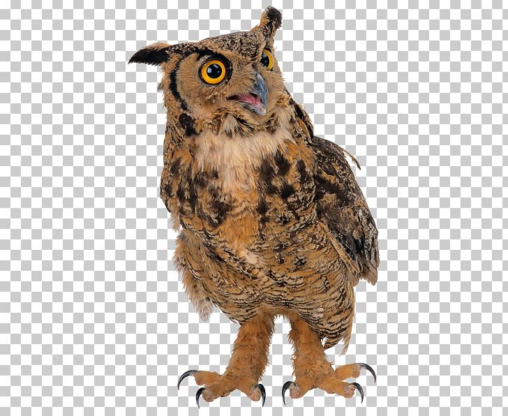 True Owl Digital PNG, Clipart, Beak, Bird, Bird Of Prey, Computer Icons, Digital Image Free PNG Download