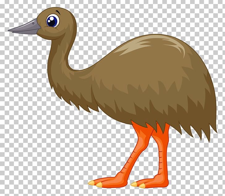 Common Ostrich Bird PNG, Clipart, Adobe Illustrator, Animal, Beak, Birds, Brown Background Free PNG Download
