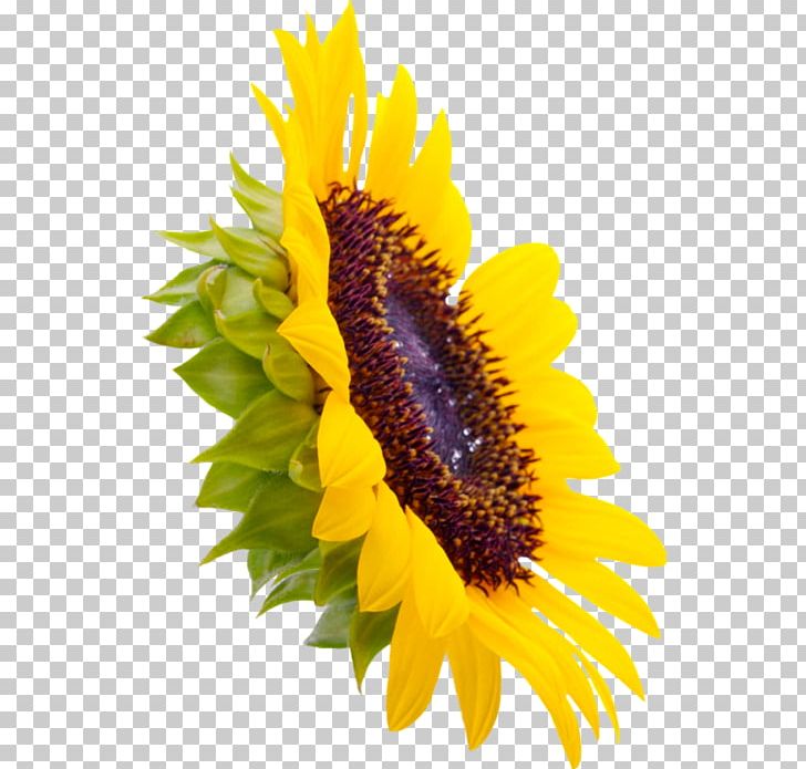 Common Sunflower Sunflower Seed Four Cut Sunflowers PNG, Clipart, Common Sunflower, Daisy Family, Desktop Wallpaper, Flower, Nature Free PNG Download