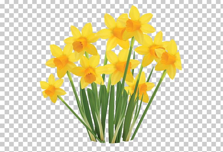 Daffodil Flowerpot Cut Flowers Paper PNG, Clipart, Amaryllis Family, Blume, Canvas, Cut Flowers, Daffodil Free PNG Download