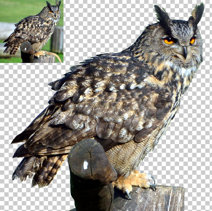 Great Horned Owl Bird PNG, Clipart, Animals, Barn Owl, Barred Owl, Beak, Bird Free PNG Download