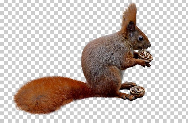 Squirrel Stock.xchng Cat Photograph PNG, Clipart, Cat, Download, Fauna, Mammal, Photography Free PNG Download
