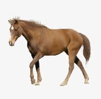Horse PNG, Clipart, Animal, Animal Horse, Horse, Horse Clipart, Horse Clipart Free PNG Download