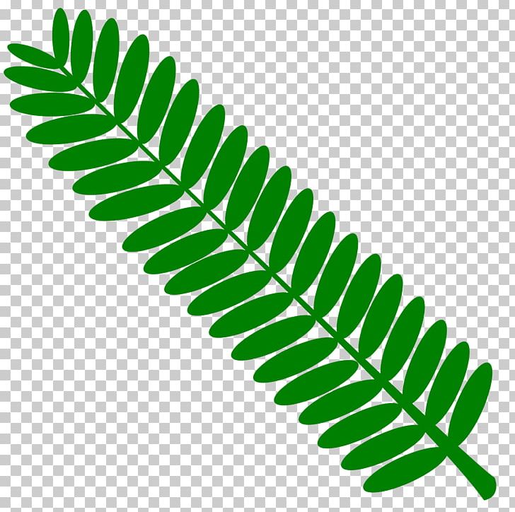 Mimosa Pudica Leaf Twig Plant PNG, Clipart, Acacia Dealbata, Albizia Julibrissin, Grass, Green, Leaf Free PNG Download
