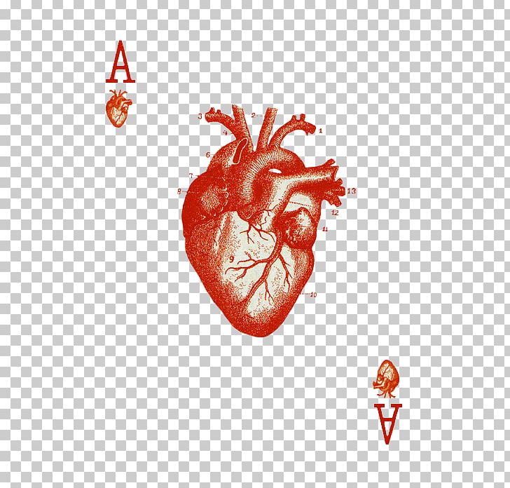 Ace Of Hearts Playing Card Cribbage PNG, Clipart, Ace, Ace Of Hearts, Ace Of Spades, Anatomy, Card Free PNG Download