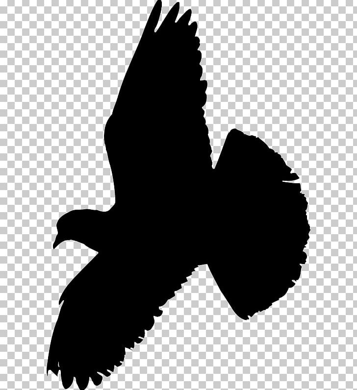 Columbidae Indian Fantail Fantail Pigeon Bird Homing Pigeon PNG, Clipart, Animal, Animals, Beak, Bird, Bird Flight Free PNG Download