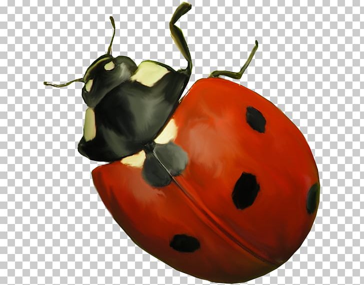 Ladybird Insect PNG, Clipart, 2017, Animation, Beetle, Diploma, Flower Free PNG Download