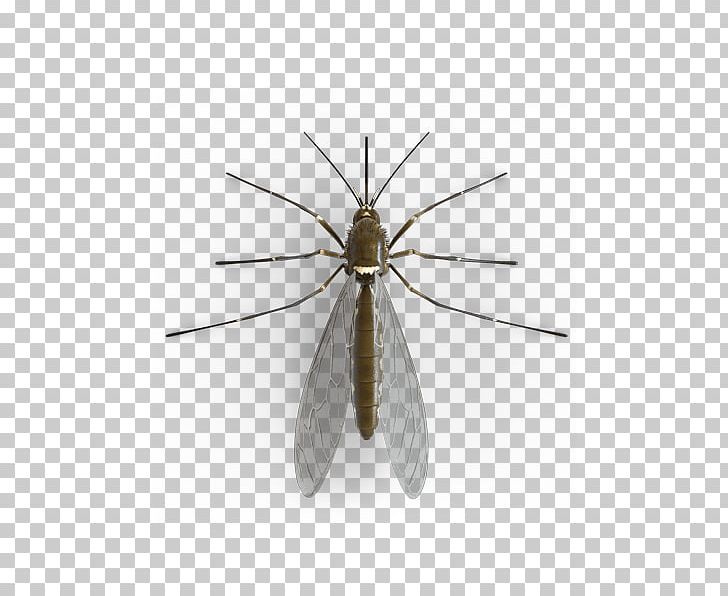 Mosquito PNG, Clipart, Mosquito Free PNG Download