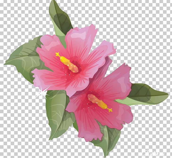 Shoeblackplant PNG, Clipart, Annual Plant, Chinese Hibiscus, Common Hibiscus, Download, Drawing Free PNG Download