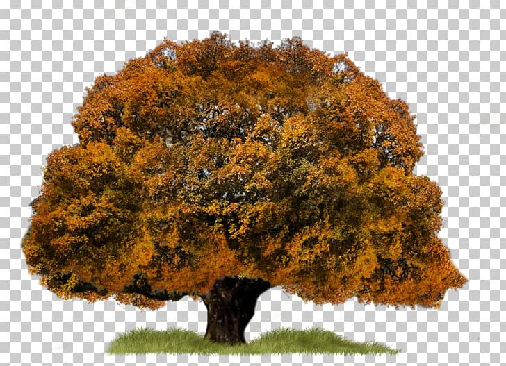 Tree PNG, Clipart, Autumn, Computer Graphics, Concepteur, Deciduous, Designer Free PNG Download