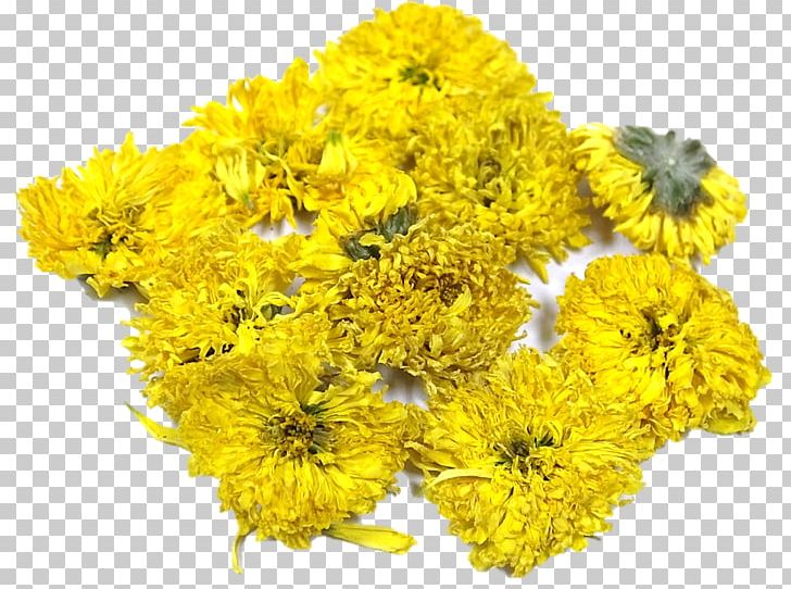 Chrysanthemum Cut Flowers Plant PNG, Clipart, Chrysanthemum, Chrysanths, Cut Flowers, Daisy Family, Drinking Free PNG Download