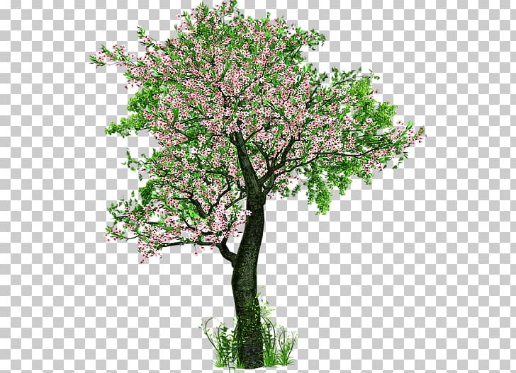Felidae Tree Earth PNG, Clipart, Albero Della Vita, Blossom, Branch, Cat, Concept Free PNG Download