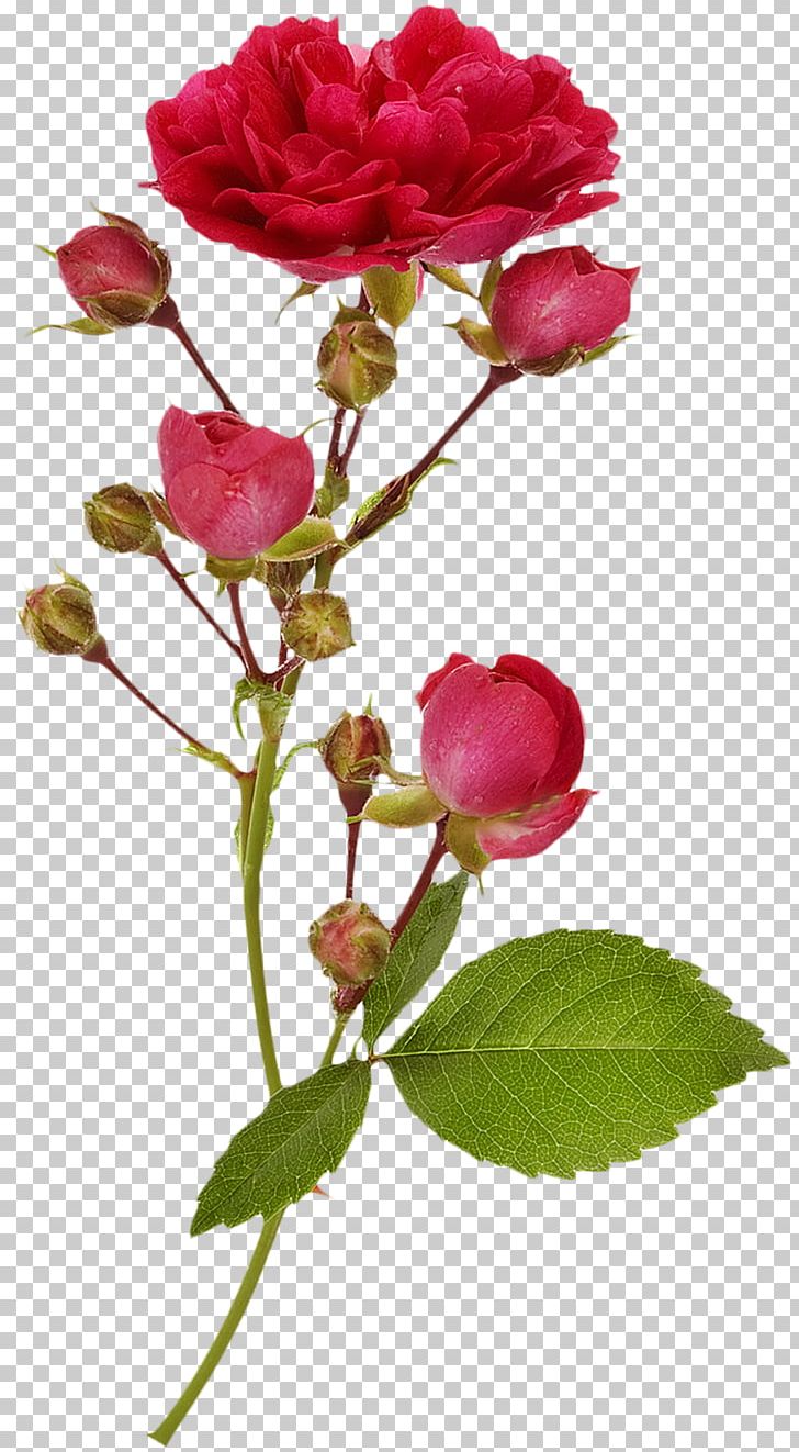 Garden Roses Branch Flower Photography PNG, Clipart, Bright Flowers, Bud, China Rose, Cut Flowers, Dec Free PNG Download