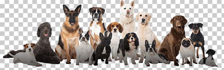 Puppy Dog Training Dog Breed Pet Cat PNG, Clipart, Animal Figure, Cat, Companion Dog, Dachshund, Dog Free PNG Download