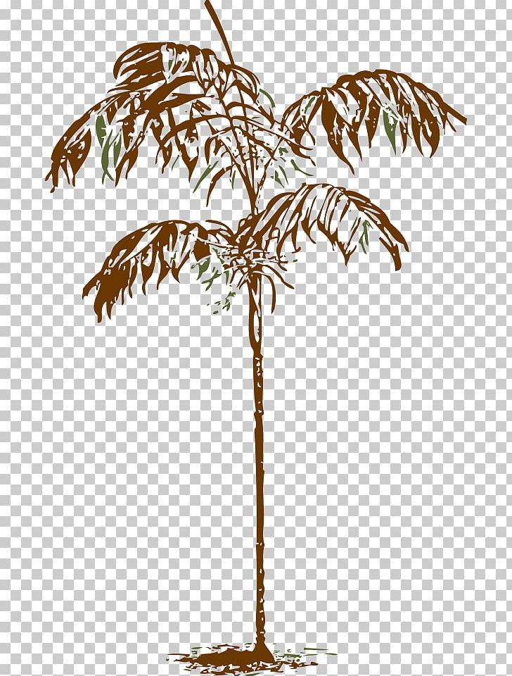 Arecaceae Drawing PNG, Clipart, Arecaceae, Arecales, Branch, Chamaedorea, Computer Icons Free PNG Download