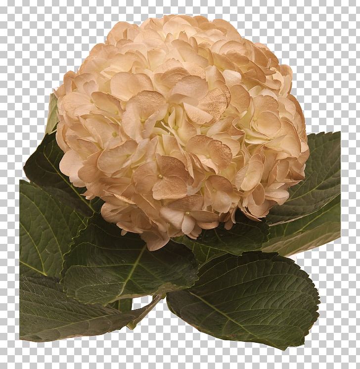 Hydrangea Cut Flowers Cabbage Rose Floral Design PNG, Clipart, Cornales, Cut Flowers, Floral Design, Flower, Flower Bouquet Free PNG Download