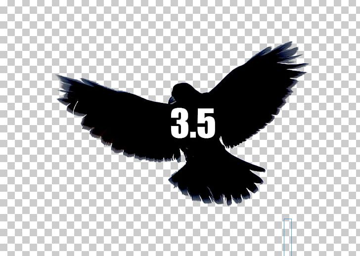 The Wilsons Crow From Six Flags Falling In Love With Long Dead Heroes On That Tree PNG, Clipart, Animals, Beak, Bird, Bird Of Prey, Black And White Free PNG Download