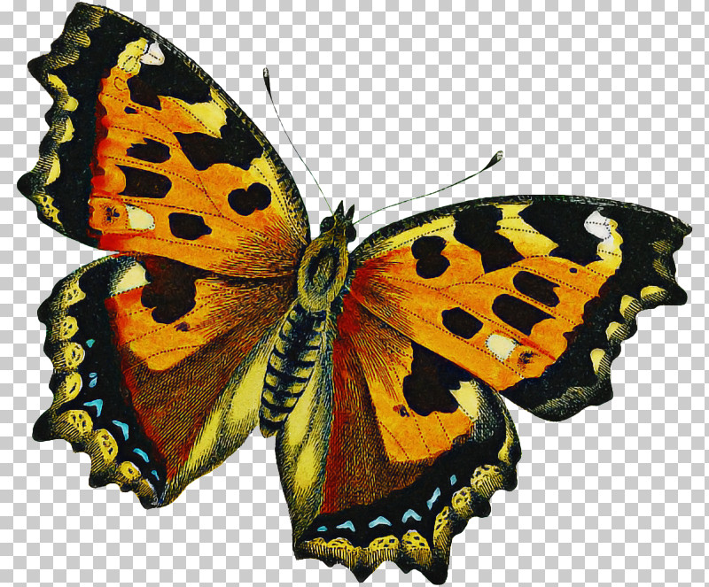 Moths And Butterflies Butterfly Cynthia (subgenus) Insect Brush-footed Butterfly PNG, Clipart, American Painted Lady, Brushfooted Butterfly, Butterfly, Cynthia Subgenus, Insect Free PNG Download