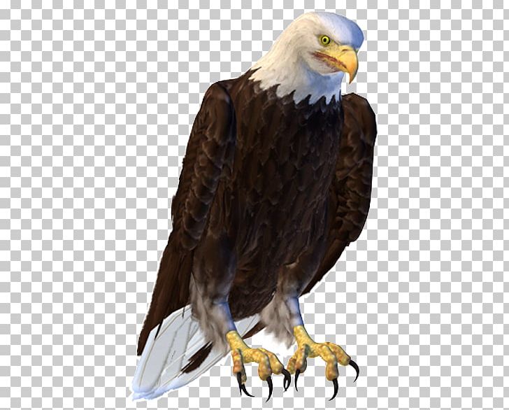 Bald Eagle Bird Hawk Buzzard PNG, Clipart, 109, Accipitriformes, Animals, Bald Eagle, Beak Free PNG Download