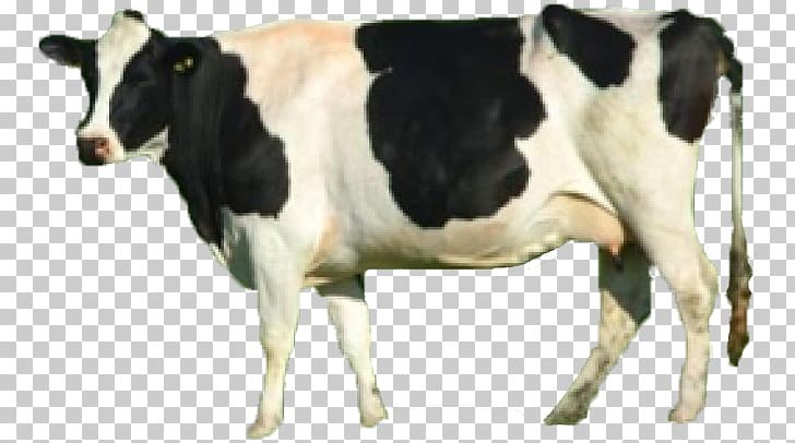 Dairy Cattle Taurine Cattle Calf Beef Cattle Animal PNG, Clipart, Animal, Animals, Animal Welfare, Beef Cattle, Bovinae Free PNG Download