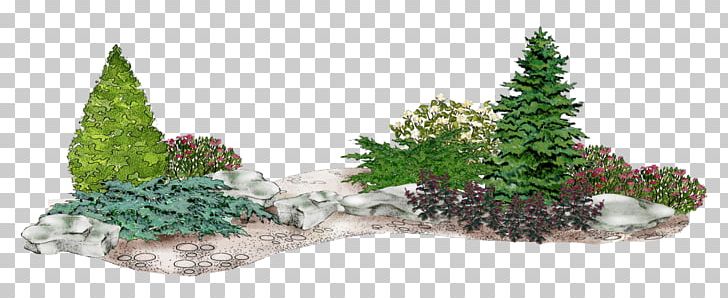 Spruce Fir Conifers Common Juniper Flower Garden PNG, Clipart, Arborvitae, Bonsai, Branch, Christmas Decoration, Christmas Ornament Free PNG Download