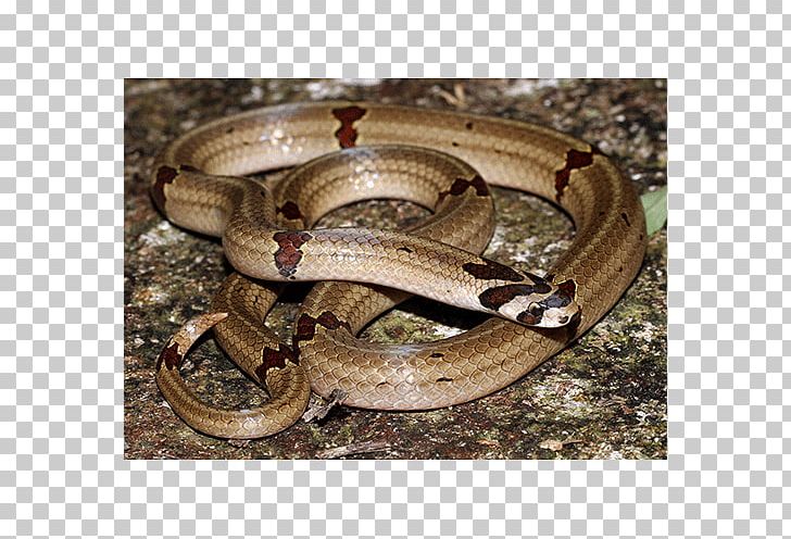 Boa Constrictor Garter Snake Kingsnakes Terrestrial Animal PNG, Clipart, Animal, Animals, Boa Constrictor, Boas, Colubridae Free PNG Download