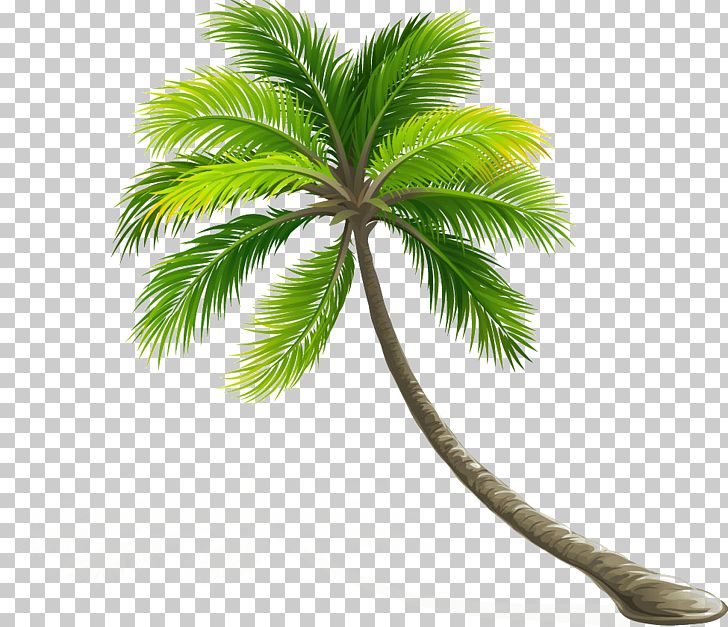 Coconut Arecaceae Leaf Tree PNG, Clipart, Arecales, Asian Palmyra Palm, Autumn Tree, Borassus, Borassus Flabellifer Free PNG Download