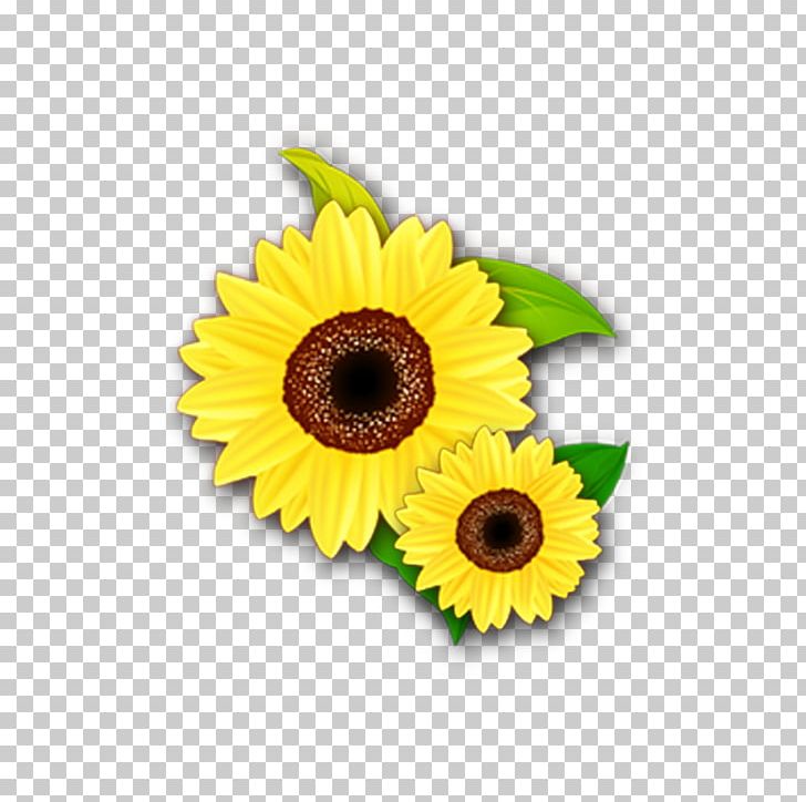 Common Sunflower Yellow Color PNG, Clipart, Chrysanthemum, Chrysanthemum Chrysanthemum, Chrysanthemums, Color, Daisy Family Free PNG Download