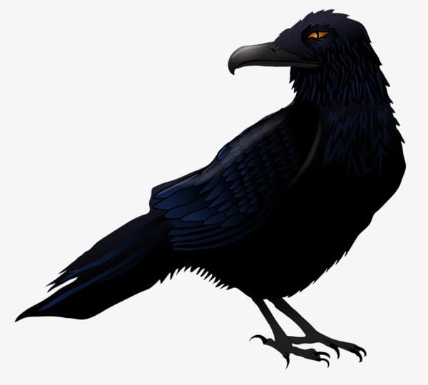 Creative Halloween Crow PNG, Clipart, Black, Creative, Creative Clipart, Creative Clipart, Creative Halloween Free PNG Download